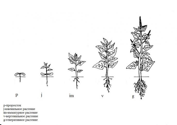 Схема онтогенеза растений